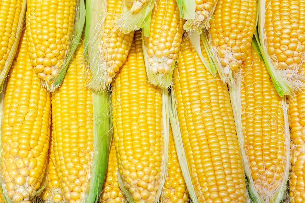 Buy Fresh Fresh Yellow Corn Online in Chicago | Free delivery | MyValue365